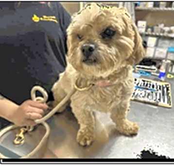 Photo of Rocky A465106