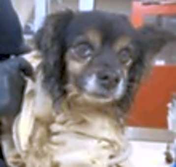 Photo of Milton A373278
