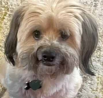 Photo of Alfie