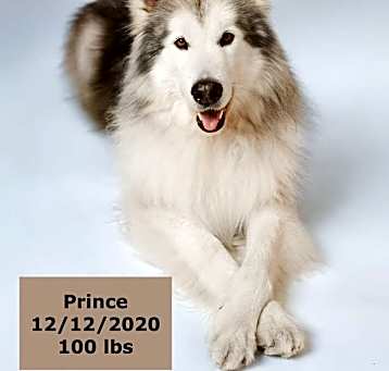 Photo of Prince