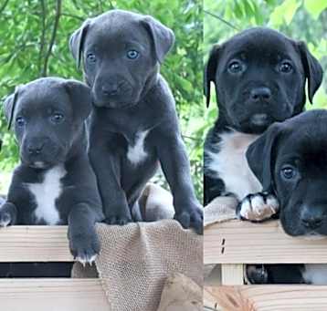 Photo of The “Pitatoes” litter