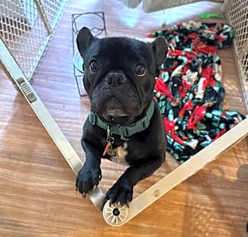 Photo of Remy
