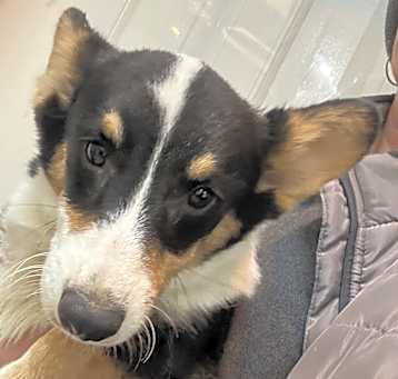 Photo of Pembroke Welsh Corgi Petey