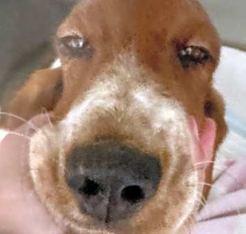 Photo of Basset Best Buddy