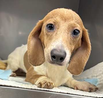 Photo of Mini Doxie Drake
