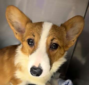 Photo of Pembroke Welsh Corgi Pearl