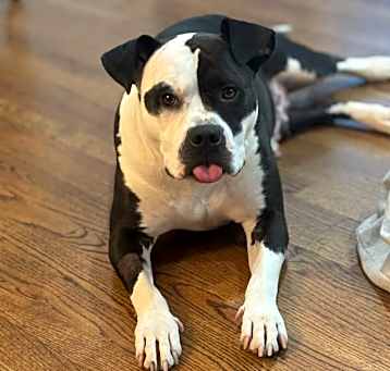 Photo of Millie
