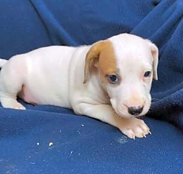 Photo of Evie