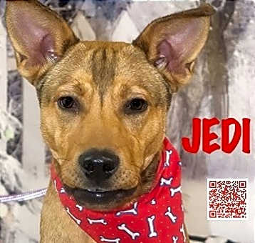 Photo of Jedi