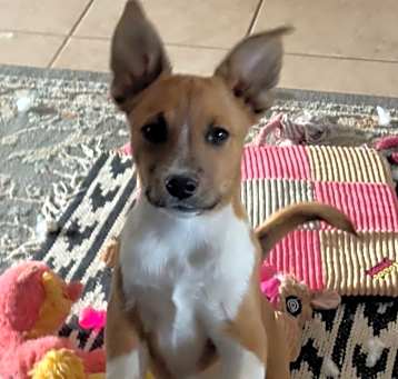 Photo of Cooper