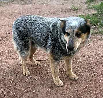 Photo of Niko
