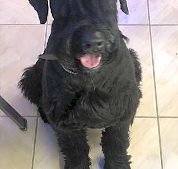 Photo of Bentley