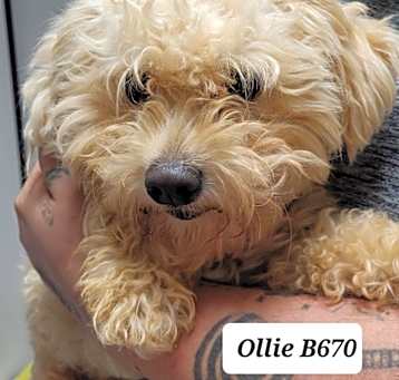 Photo of Ollie B670