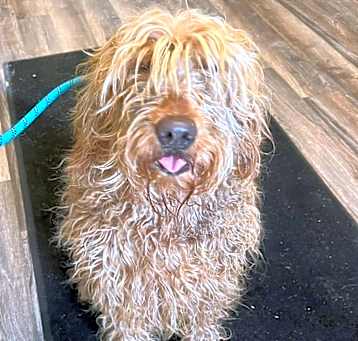 Photo of Daisy