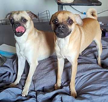Photo of Gherkin and Dillan