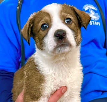 Photo of Dodger