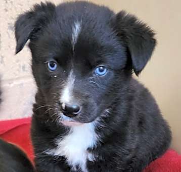 Photo of Echo