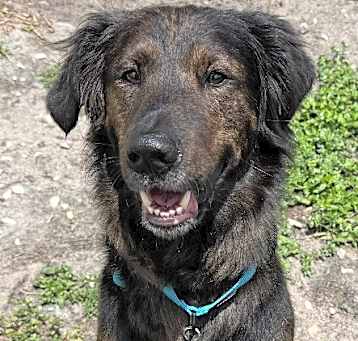Photo of Baloo