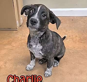 Photo of Charlie