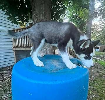 Photo of Pepper