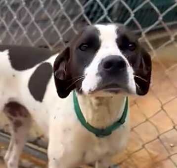 Photo of Daisy