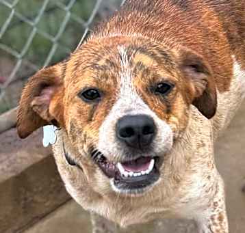 Photo of Dixie