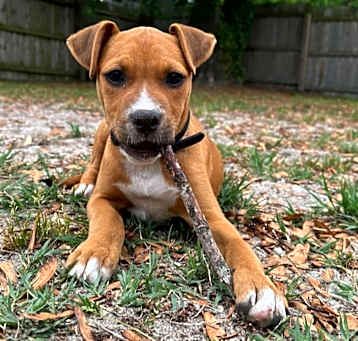 Photo of Daisy