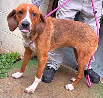 Photo of Brie - At shelter available 5/18