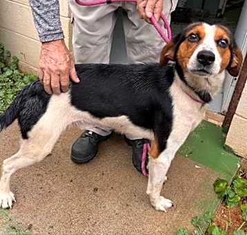 Photo of Sterling - At shelter available 5/18