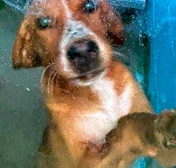 Photo of Augustus - At shelter available 5/18
