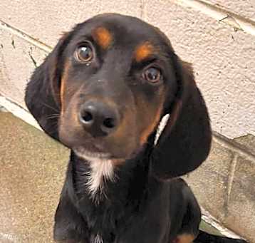 Photo of Capricorn - At shelter available 5/18