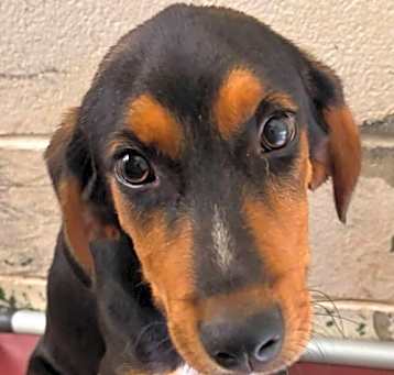 Photo of Roman - At shelter available 5/18
