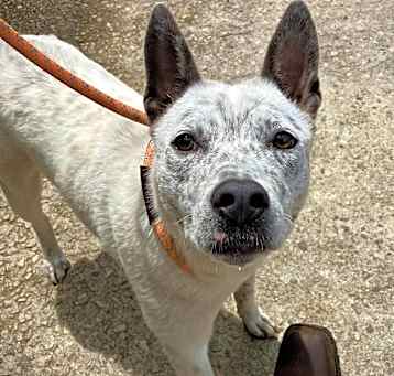 Photo of DOTTIE/URGENT