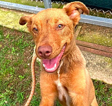 Photo of SUGAR/URGENT