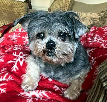 Photo of Sadi