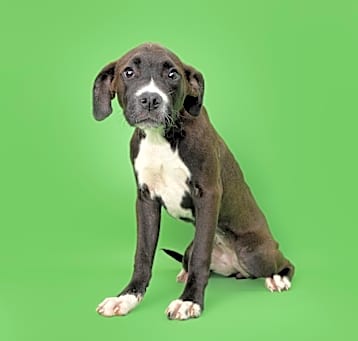 Photo of Stella