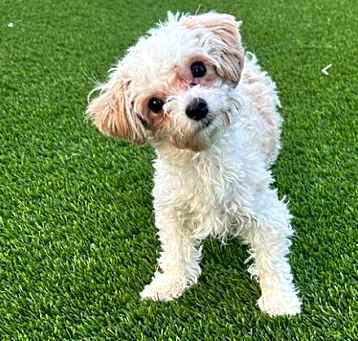 Photo of Max