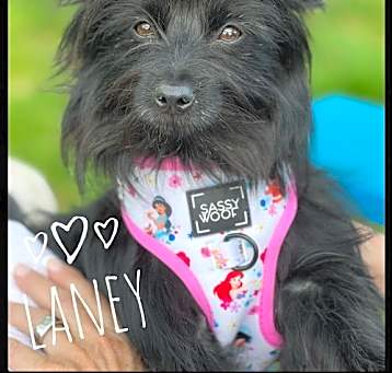 Photo of Laney