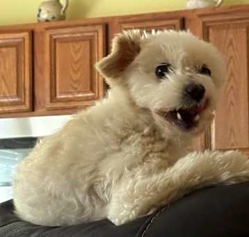 Photo of Milo