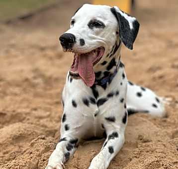 Photo of Duke 1371