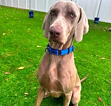 Photo of Cypress