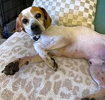 Photo of Pancho II