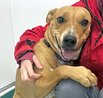 Photo of Dixie