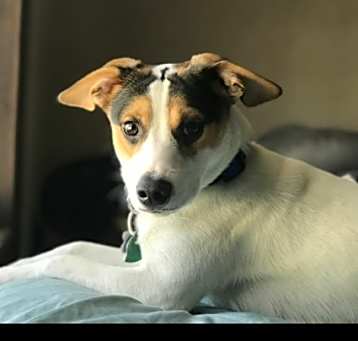 Photo of Milo
