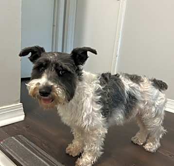 Photo of Lola