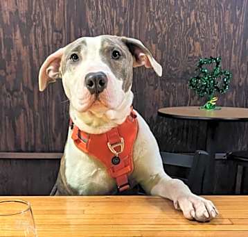 Photo of Pickles