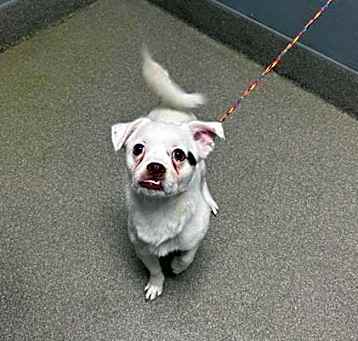 Photo of SPARKY