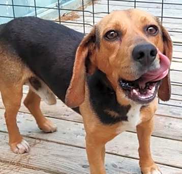 Photo of Finn *Available after neuter*