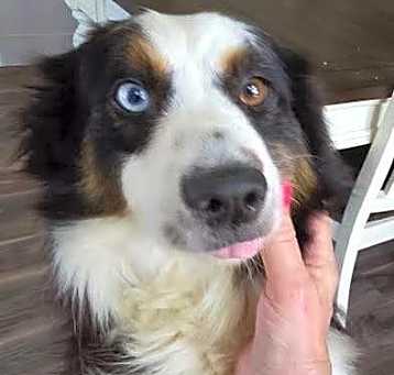 Photo of Lassie