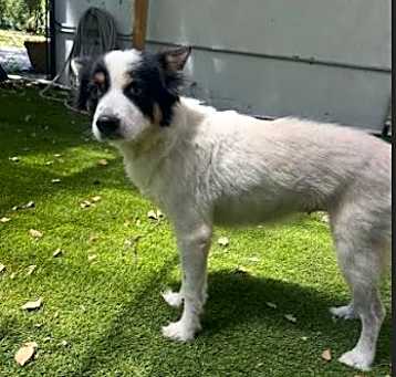 Photo of Rosie